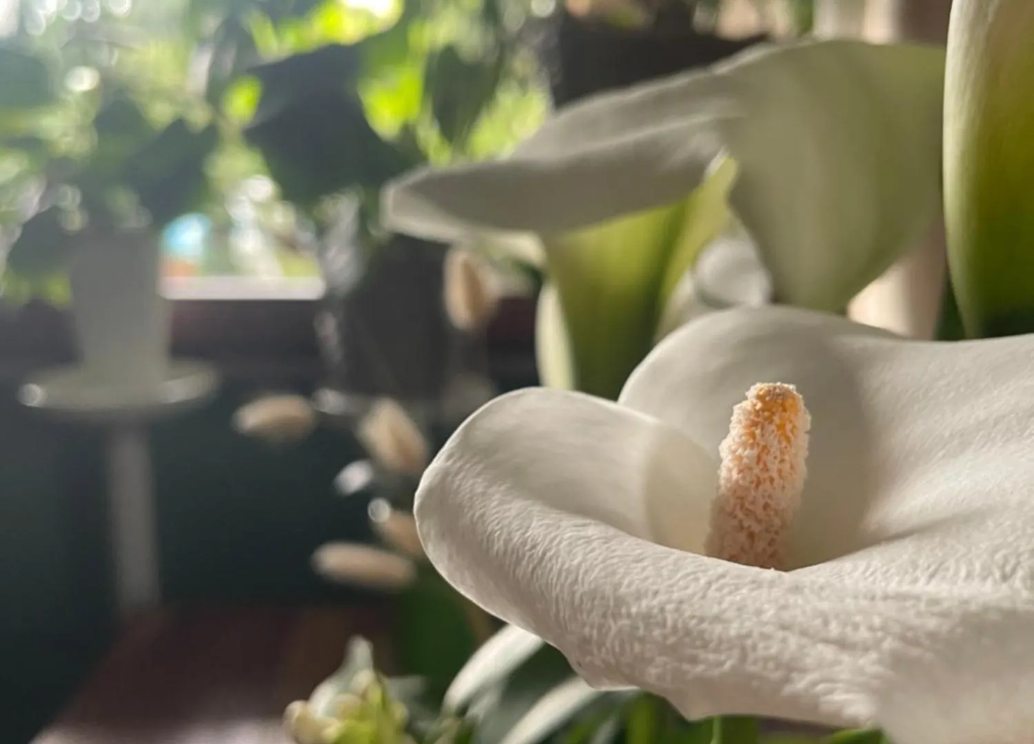 Il Giardino Di Emilia - Intero Appartamento In Villa Con Giardino Privato E Piscina Estiva Pontirolo Nuovo 0*,